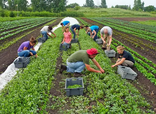 agricultura familiar